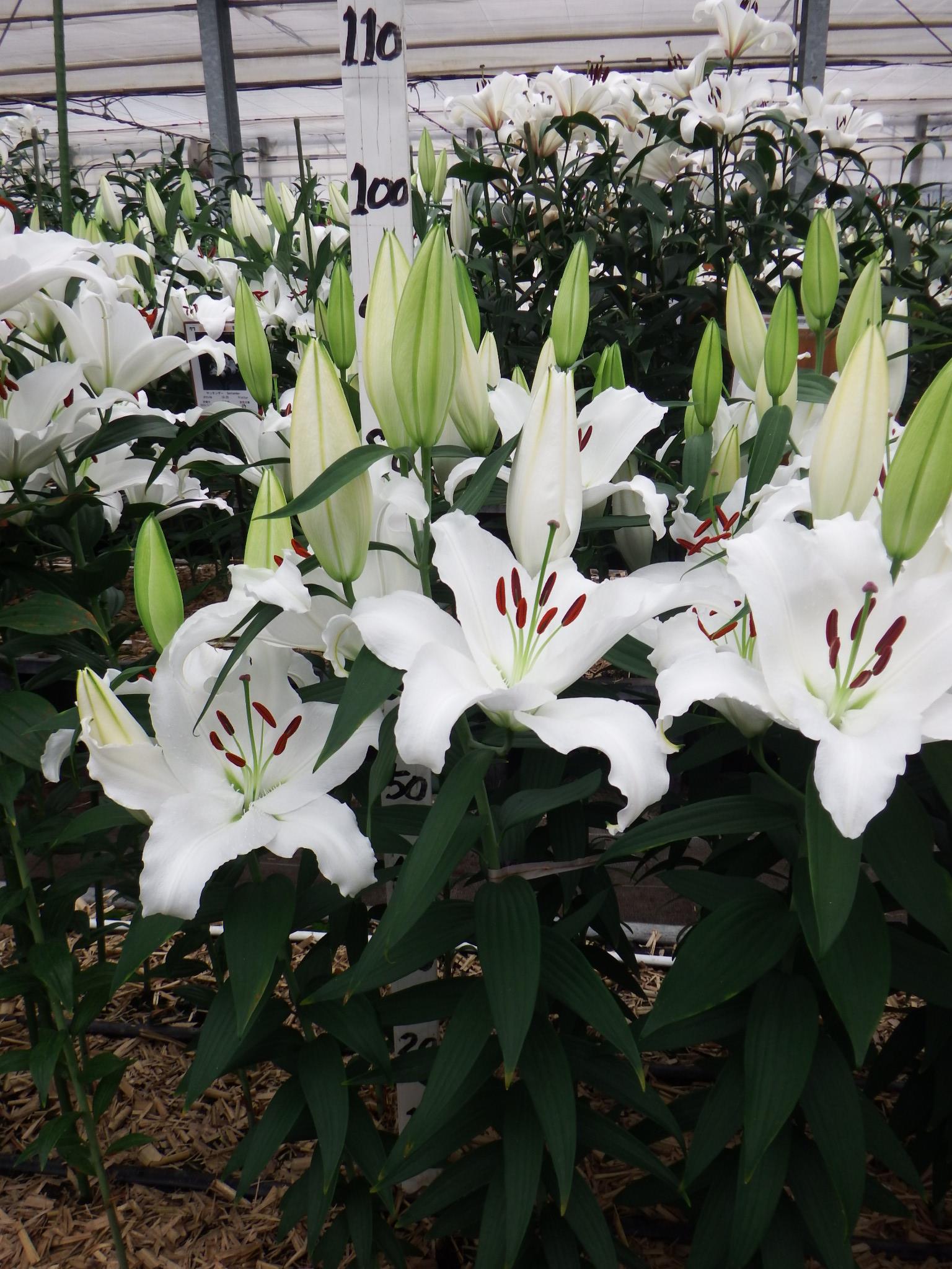 アイスドリーマー